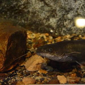 Tomoda’s catfish (Silurus tomodai)