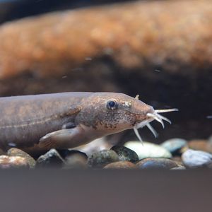 Siberian stone loach (Barbatula oreas)