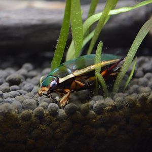 Chinese diving beetle (Cybister chinensis)
