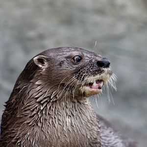 Central American Neotropical Otter (Lontra longicaudis annectens)
