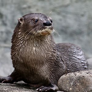 Central American Neotropical Otter (Lontra longicaudis annectens)