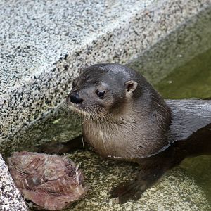 Central American Neotropical Otter (Lontra longicaudis annectens)