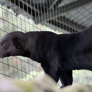 Tayra (Eira barbara inserta)
