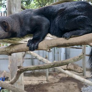 Tayra (Eira barbara inserta)