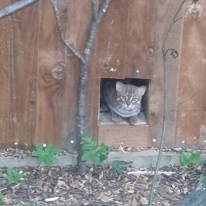Rusty spotted cat 11/6/24
