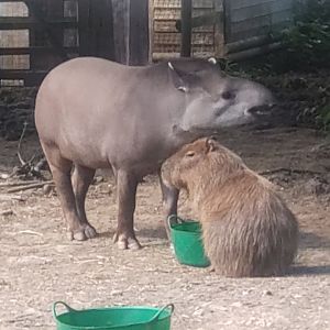 Tapir & Capybara 11/6/23