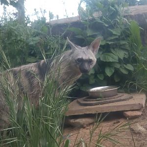 Southern Aardwolf 11/6/23