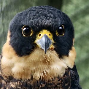 Bat Falcon (Falco ruficollis petoensis)