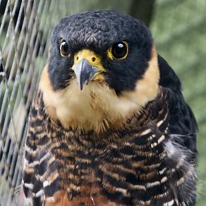 Bat Falcon (Falco ruficollis petoensis)