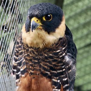 Bat Falcon (Falco ruficollis petoensis)