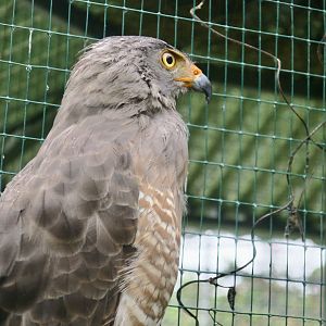 Roadside Hawk (Rupornis magnirostris griseocauda)