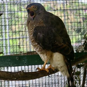 Roadside Hawk (Rupornis magnirostris griseocauda)