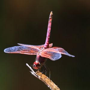 Violet dropwing