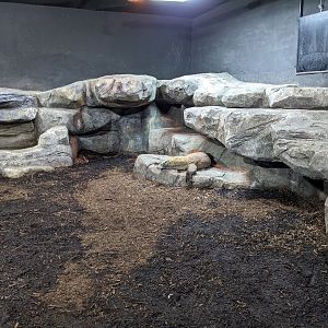 Komodo Dragon Exhibit