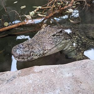 Nile Crocodile