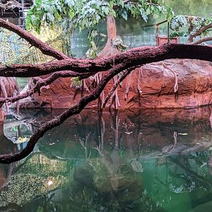 La Jungla Manatee Exhibit