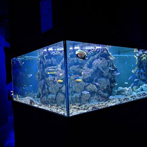 Venomous Exhibit - tank example