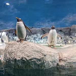 Penguin Exhibit