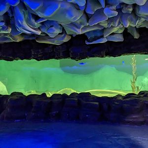 Penguin Underwater Viewing