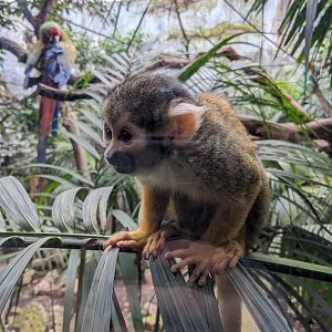 Squirrel Monkey