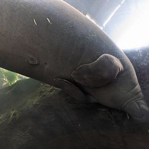 Sleeping Manatee