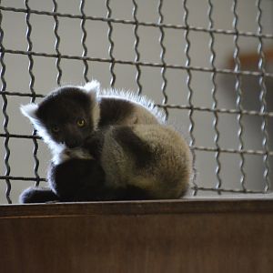 2 baby Black-and-White Ruffed Lemurs 12/06/2023