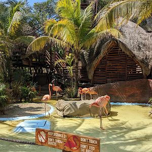 Aviarius - Costa Maya - Flamingo