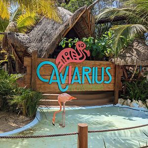 Aviarius - Costa Maya - Entrance