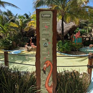 Aviarius - Costa Maya - Flamingo