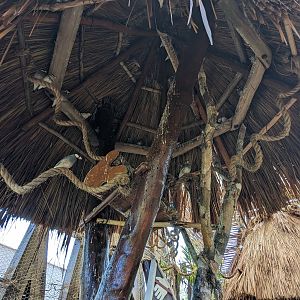 Aviarius - Costa Maya - Javan Sparrow