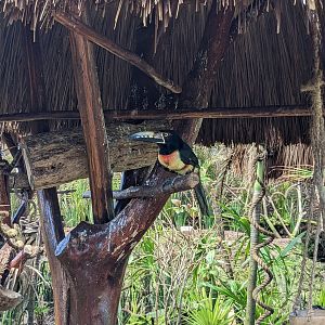 Aviarius - Costa Maya - second aviary Collared aracari