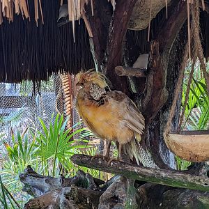 Aviarius - Costa Maya - second aviary Golden pheasant