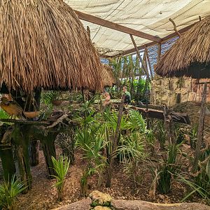 Aviarius - Costa Maya - second aviary