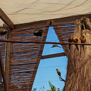 Aviarius - Costa Maya - second aviary ducks and parakeets
