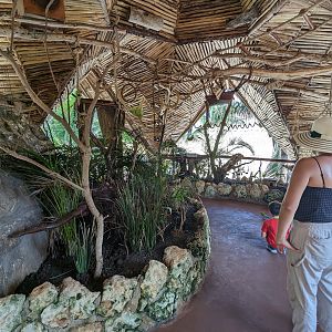 Aviarius - Costa Maya - Eastern rosella aviary