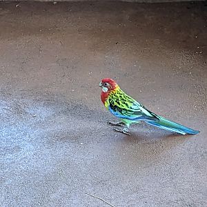 Aviarius - Costa Maya - Eastern rosella