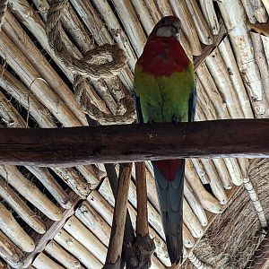 Aviarius - Costa Maya - Eastern rosella
