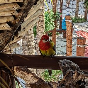 Aviarius - Costa Maya - Eastern rosella