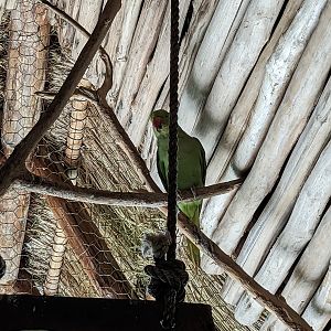 Aviarius - Costa Maya - Kramer Parrot/Collard Parakeet