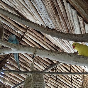 Aviarius - Costa Maya - Kramer Parrot/Collard Parakeet