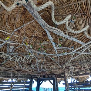 Aviarius - Costa Maya - lovebird