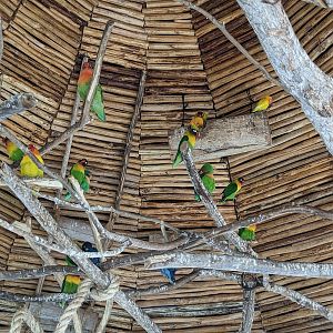 Aviarius - Costa Maya - lovebird