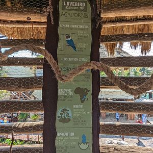 Aviarius - Costa Maya -  lovebird sign