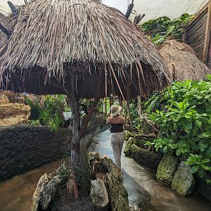 Aviarius - Costa Maya - sun conure/parakeet aviary