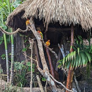 Aviarius - Costa Maya - sun conure/parakeet