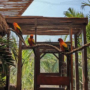 Aviarius - Costa Maya - sun conure/parakeet