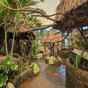 Aviarius - Costa Maya - sun conure/parakeet aviary
