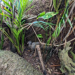Aviarius - Costa Maya - sun conure/parakeet aviary - Malayan peacock-pheasant