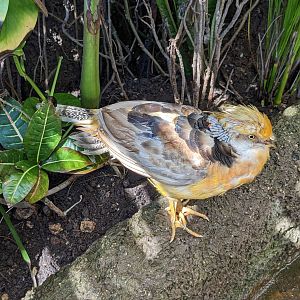 Aviarius - Costa Maya - sun conure/parakeet aviary golden pheasant