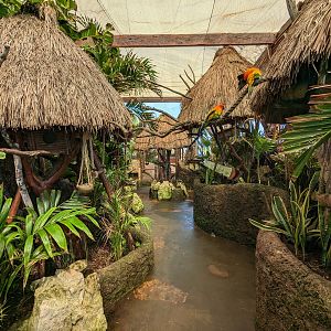Aviarius - Costa Maya - sun conure/parakeet aviary